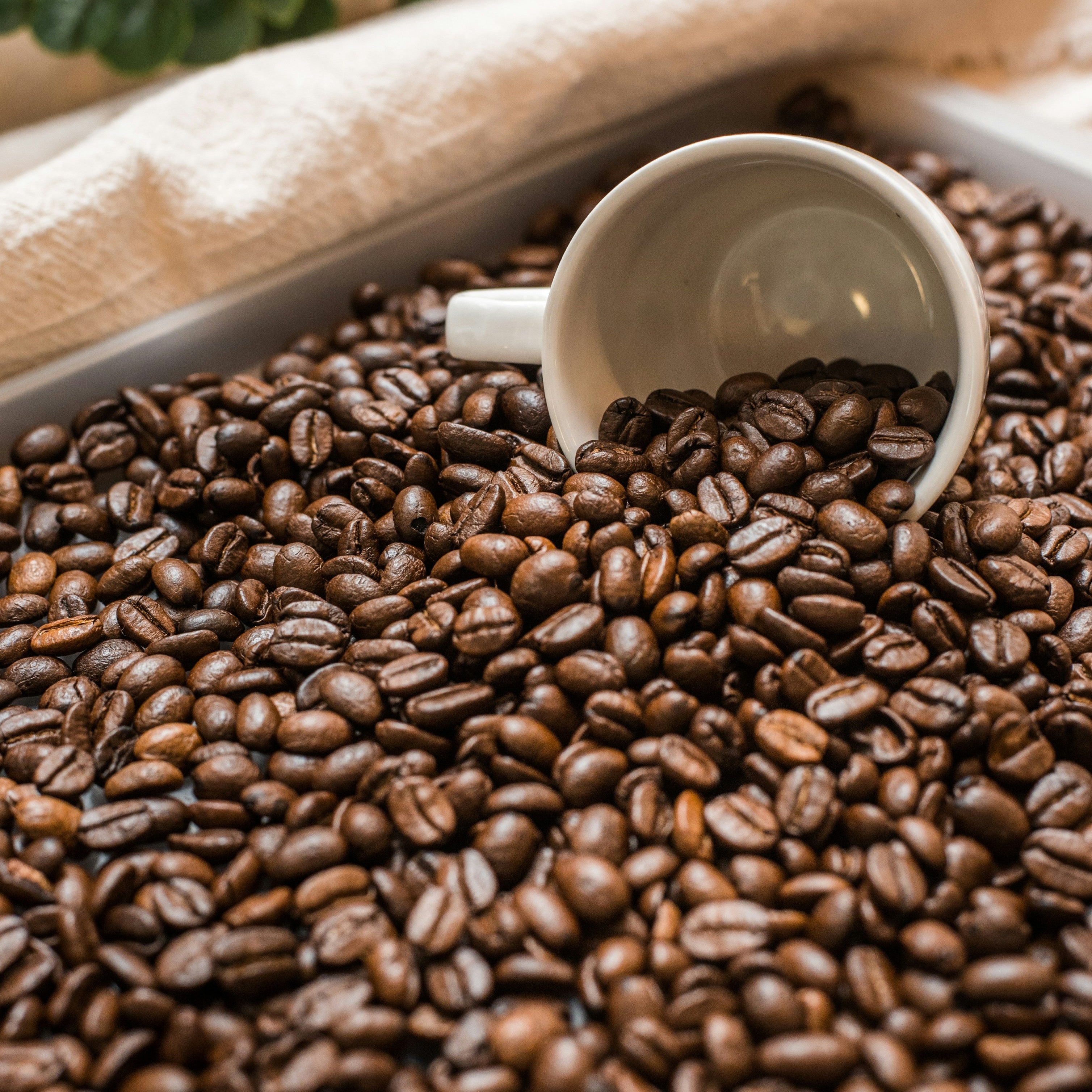 Coffee beans with a small white scoop on a light fabric background